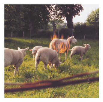 TAUT Booklet Seite 5: Schafherde mit Flammen